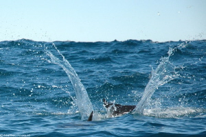 splash ! by Mathieu Foulquié 
